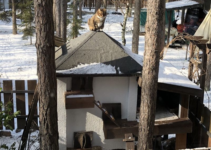 Zimowy dom dla kotów